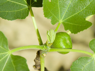 Green unripe fig fruit grows on a fig bush, partially blurred background, free place. Organic eco farming illustration, ornamental plant. Natural fresh green eco background