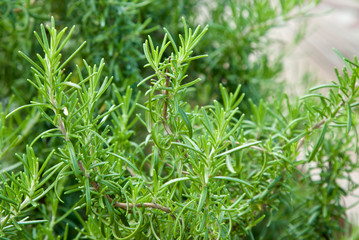 Close-up of green herb rosemary plantation. Vegetable natural organic eco background. Fresh rosemary shrubs in garden. Organic farming illustration. Ornamental fragrant rosemary herb growing outdoors