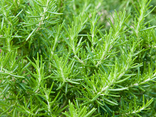Close-up of green herb rosemary plantation. Vegetable natural organic eco blurred background. Fresh rosemary shrubs in garden. Organic farming illustration. Ornamental rosemary herb growing outdoors