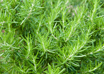 Close-up of green herb rosemary plantation. Vegetable natural blurred background. Fresh rosemary shrubs in garden. Organic eco farming illustration. Ornamental rosemary herb growing outdoors