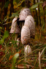 Lycoperdon ,purchawka, grzyb, © Marcin Łazarczyk