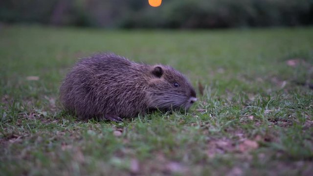 Wild baby coypu Myocastor Coypus. Baby nutria on a green lawn near Lake Como in Italy. Family of many little nutria. oypu babies on a waterside. Child nutria group walking on grass