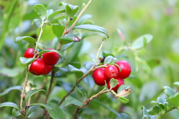 Preiselbeere lingonberry partridgeberry mountain cranberry cowberry Borówka brusznica borówka Vaccinium vitis-idaea