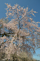 Naklejka premium 醍醐の桜
