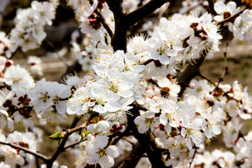 White flowers and buds of an apricot tree in spring blossom