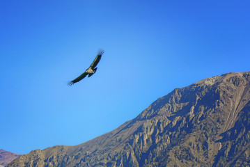 Andean condor (Vultur gryphus) bird flying over the mountains and rocks of the Colca Canyon at the...