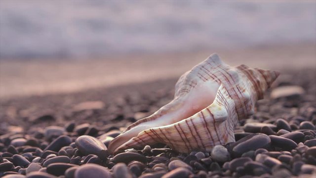 A sea shell lies on the seashore against the backdrop of sea waves during sunset