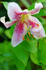 Fragrant Stargazer pink Asiatic lily flower in bloom