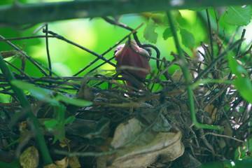 Fototapeta premium A baby cardinal bird chick in the nest