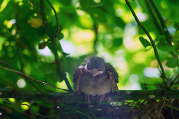 A baby cardinal bird chick in the nest