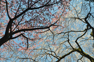 醍醐の桜