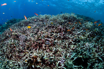 Bleached and Dead Coral Reefs of Maldives