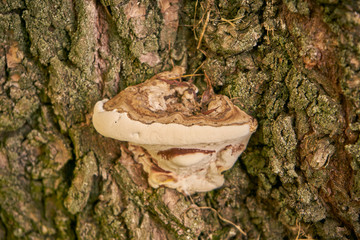 huba, Fomes fomentarius  © Marcin Łazarczyk