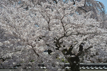醍醐の桜