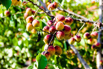 apricots on a branch