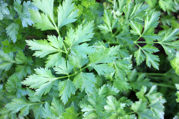Close up of green parsley growing in the herbal garden. Top view. Natural herbal background