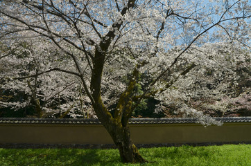 醍醐の桜