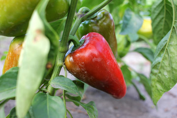 Close-up of red and green peppers in the summer garden
