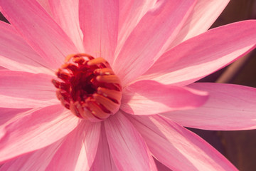 Beautiful close up of pink lotus flower or waterlily on the water