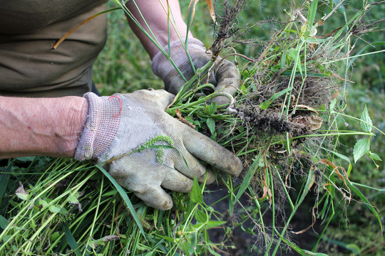 Senior woman pick up weeds in the garden. Close-up of hands in gloves holding grass. 
