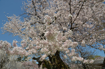 醍醐の桜