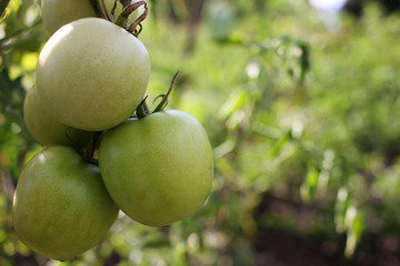 Green tomatoes on the vine in the summer garden