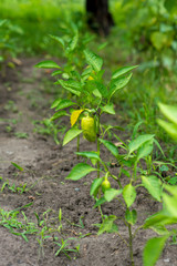 green peppers planted in a vegetable garden, on a plantation of organic peppers