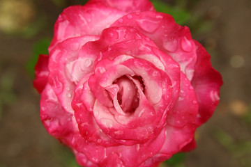 An enlarged photo of a delicate pink rose in the center after rain. View from above. Background for project and presentation. Flower with water drops. Love and romance. Valentine's Day card.