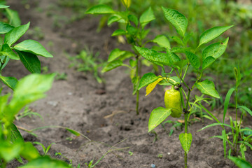 green peppers planted in a vegetable garden, on a plantation of organic peppers