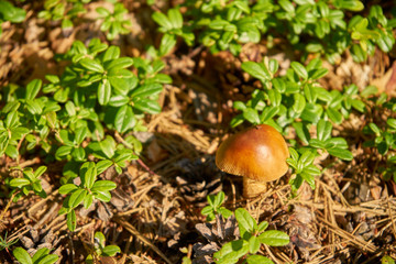 muchomor , grzyb, fulva © Marcin Łazarczyk