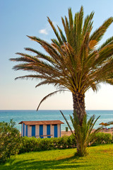 Palm tree on Playa del Penoncillo beach Torrox Costa Axarquia Andalusia Costa del Sol Spain