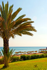 Fototapeta premium Palm tree on Playa del Penoncillo beach Torrox Costa Axarquia Andalusia Costa del Sol Spain