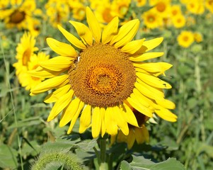 A close view of the sunflower in the field.