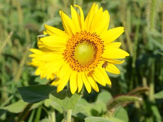 The honey bee flying around the bright sunflower.