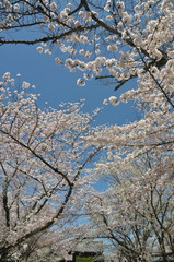 醍醐の桜