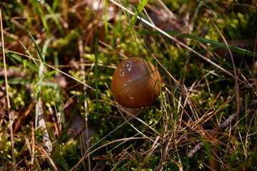 grzyb © Marcin Łazarczyk