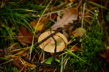 rydz ,Lactarius deliciosus