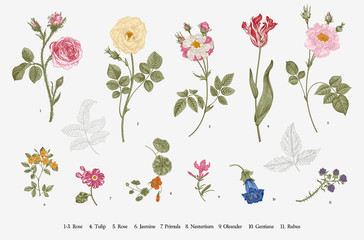 Fototapeta Flowers. Set. Botanical floral vector illustration. obraz