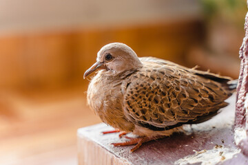 Turtle dove chick close up photo. Small bird sitting on collumn base, stock photo