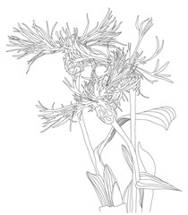 Sketch Floral Botany cornflower Black and white silhouettes hand drawing flowers. Line style Vector illustration