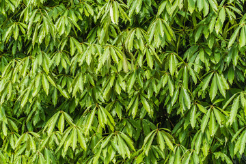 Floral background with texture of Polyalthia longifolia leaves. Full species name - Polyalthia longifolia (Sonn.) Thwaites. Abstract leaves pattern. Stock photo.