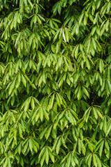 Floral background with texture of Polyalthia longifolia leaves. Full species name - Polyalthia longifolia (Sonn.) Thwaites. Abstract leaves pattern. Stock photo.
