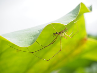 蓮の葉の裏に隠れたアシナガグモ