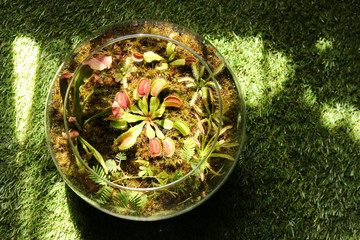 Floriana with venus flytrap and carnivorous plants © Kateryna Yaremchuk