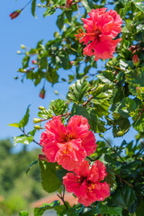 Red flowers of Chinese rose, stock photo