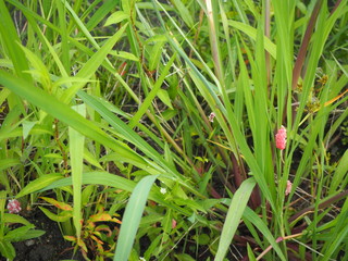 稲の葉に産み付けられたジャンボタニシの卵