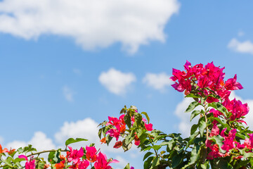 Bougainvillea spectabilis, Summer background with blooming flowers