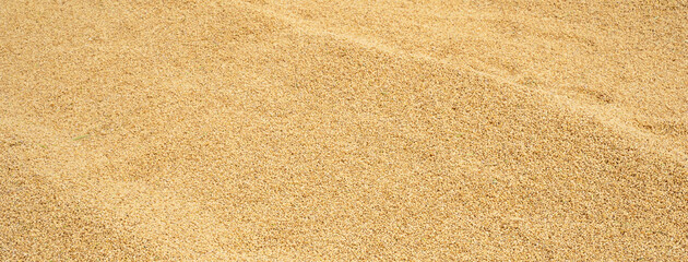 Raw rice crop exposured with sunlight on a white cotton cloth outside the procedure factory before polishing process, close up, real life, lifestyle.