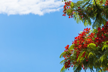Summer background with Delonix regia blooming tree
