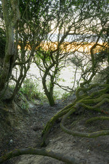 footpath to beach and sand dunes at Lowestoft Suffolk